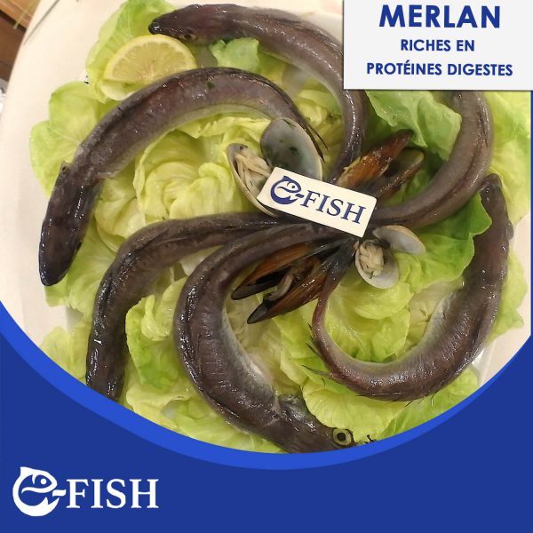 MERLAN