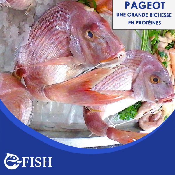 PAGEOT